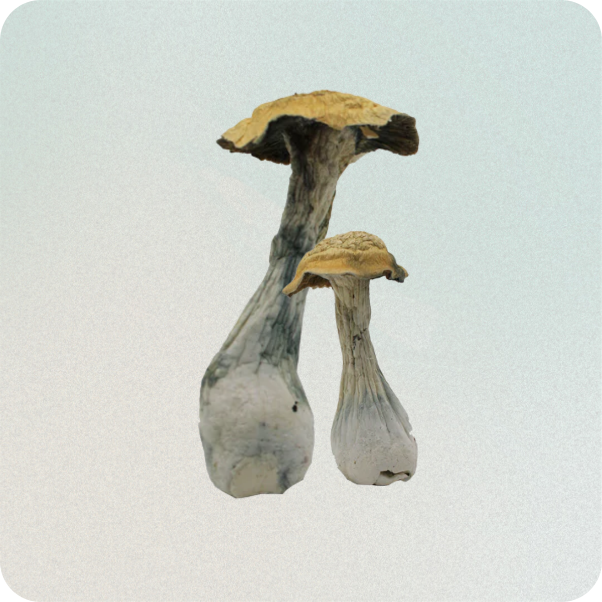 Mushrooms