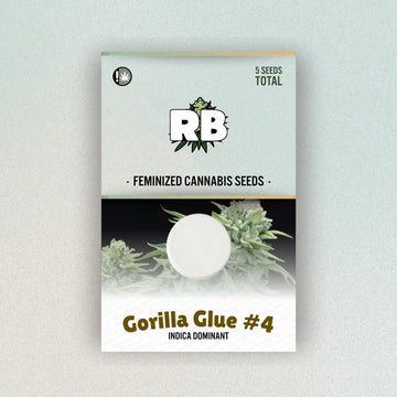 Gorilla Glue #4 Feminized Seeds image 0