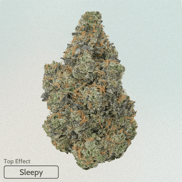 Dank Sinatra image 0